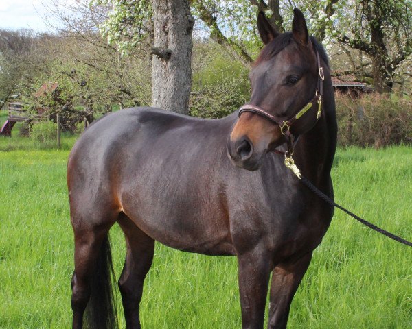 dressage horse Fifty Smile (Oldenburg, 2008, from Fifty Cent) dressage horse Fifty Smile (Oldenburg, 2008, from Fifty Cent)