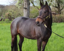 dressage horse Fifty Smile (Oldenburg, 2008, from Fifty Cent)
