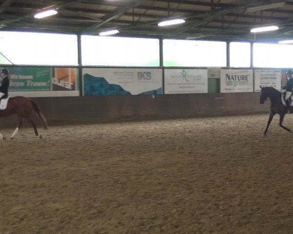 Reitturnier Jüchen-Waat 2018