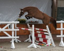 broodmare Curly Sue (Hanoverian, 2013, from Catoki)