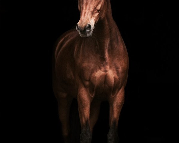 Springpferd Cash and Life (Holsteiner, 1999, von Candillo Z)
