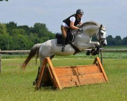 jumper Cathaluna (Trakehner, 2012, from Solar)