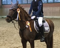 Springpferd Bonny 864 (Deutsches Reitpony, 1992, von Galant)