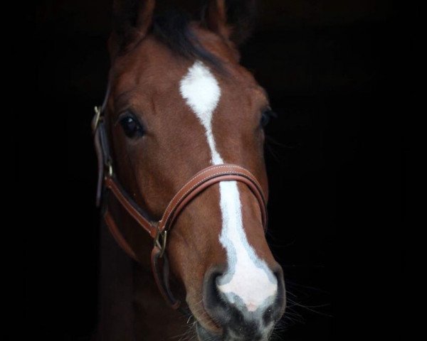 broodmare Jelly Jones (Holsteiner, 2016, from Orlando van de Heffinck)