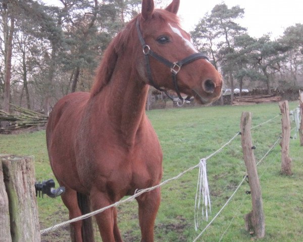 broodmare Zita 67 (Oldenburg, 2000, from Quattro B)
