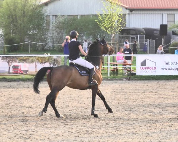 Reitturnier Langenau 2018