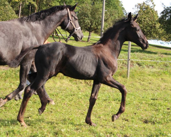 dressage horse For Me 39 (Oldenburg, 2014, from Fürstenball)