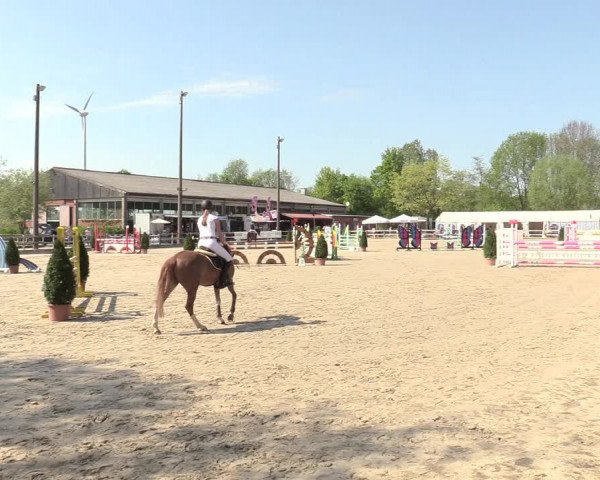 Reitturnier Nienberge 2018