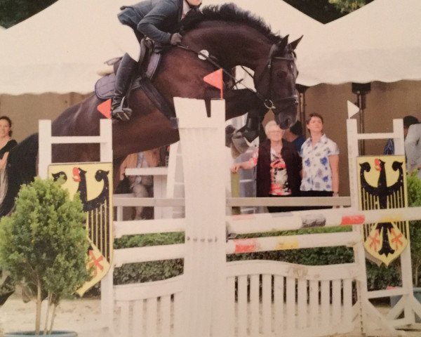 Springpferd Sandriano S (Oldenburger Springpferd, 2009, von Sandro Boy)