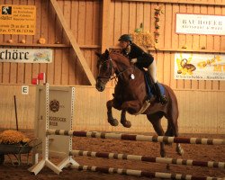 jumper Lena 517 (Hanoverian, 2007, from Locksley II)