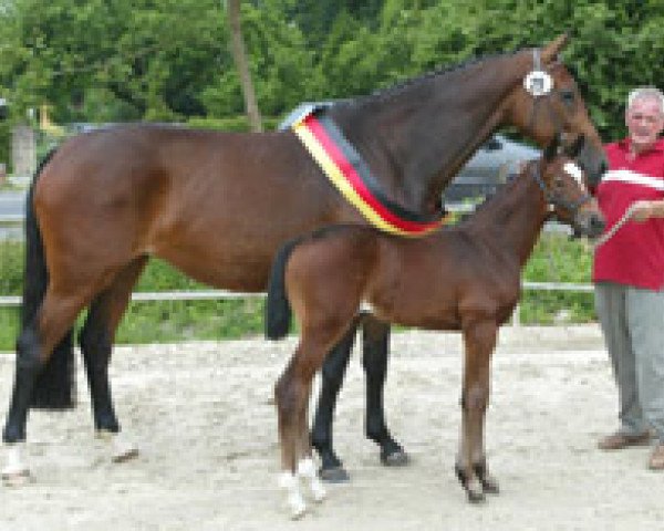 broodmare Vanessa (Westphalian, 2006, from Van the Man)