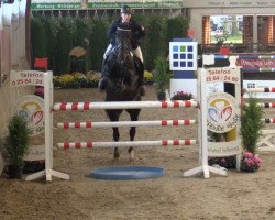 Springpferd Zalido 2 (Zangersheide Reitpferd, 2008, von Zalerno)