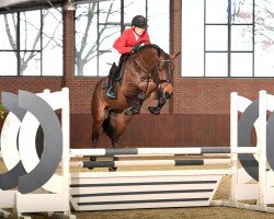 stallion Zucchero D'Hyrencourt Z (Zangersheide riding horse, 2013, from Zandor Z)