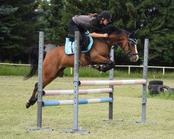 eventing horse Marry Sue (unknown, 2012)