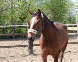 Springpferd Clyde 76 (Holsteiner, 2010, von Colman)