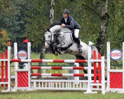 jumper Carento 4 (German Sport Horse, 2009, from Cappo)