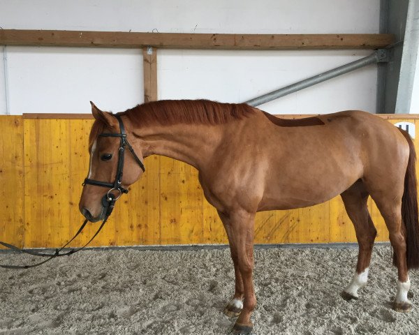 Springpferd Status Quo 10 (Brandenburger, 2013, von Seitensprung)