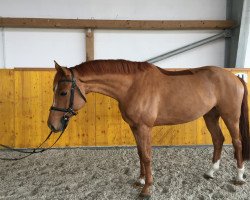 jumper Status Quo 10 (Brandenburg, 2013, from Seitensprung)