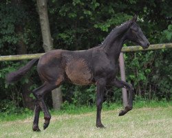 horse Macan 4 (Oldenburg, 2016, from Morricone)