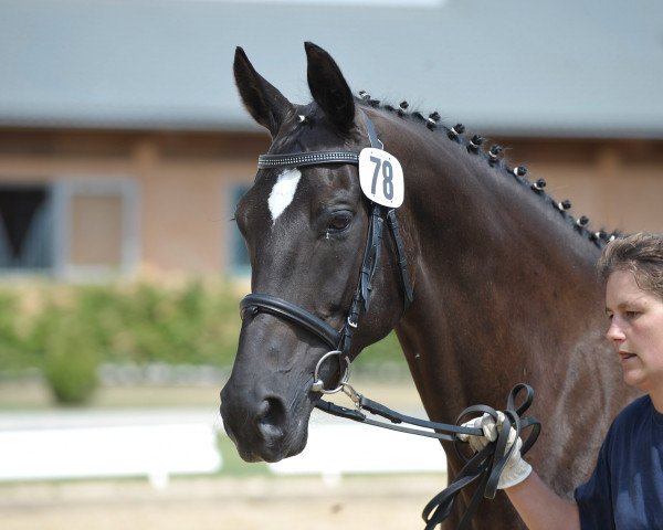 broodmare Sternblüte (Bavarian, 1996, from Rothenburg J)