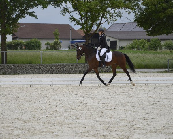 broodmare Dark Dancing (German Riding Pony, 2011, from FS Cracker Jack)