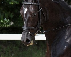 broodmare Aquilla 4 (Bavarian, 2005, from Stedinger)