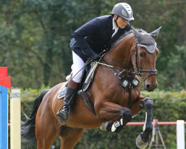 jumper Celany J (Holsteiner, 2007, from Clearway) jumper Celany J (Holsteiner, 2007, from Clearway)