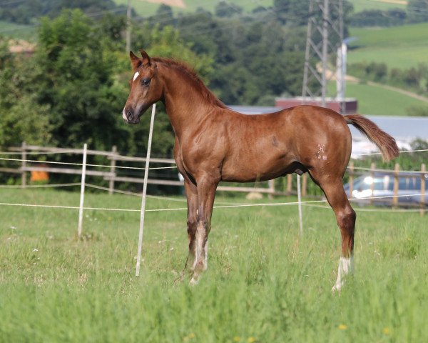 horse Lesath G (Hanoverian, 2016, from Veneno) horse Lesath G (Hanoverian, 2016, from Veneno)