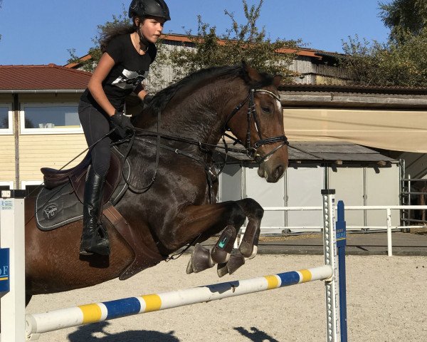 broodmare Calla 41 (Württemberger, 2008, from Calato)