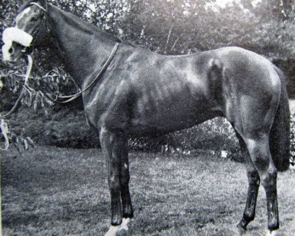 stallion Pampapaul xx (Thoroughbred, 1974, from Yellow God xx)