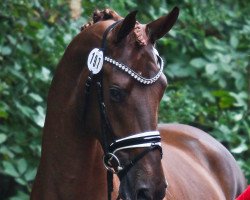 stallion Fabulé (Westphalian, 2019, from Franziskus FRH)