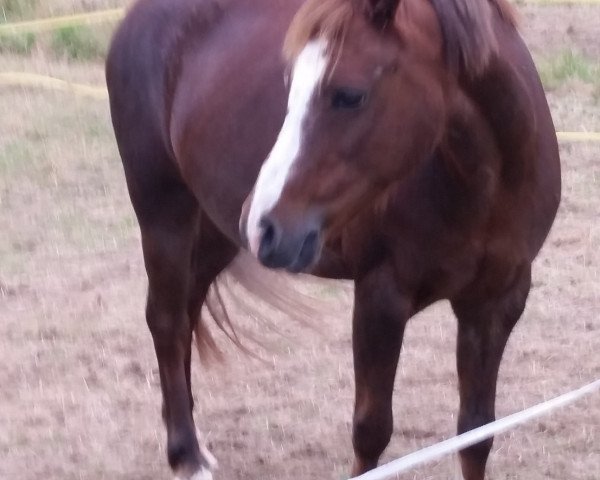 Pferd Frankenbach Bonita (Welsh Pony (Sek.B), 1998, von Symondsbury Grenadier)