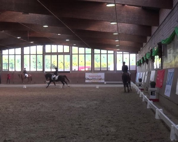 Reitturnier Leverkusen-Rheindorf 2018