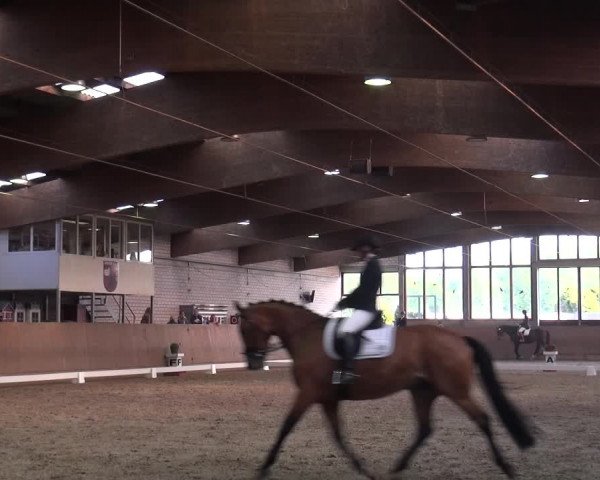 Reitturnier Leverkusen-Rheindorf 2018