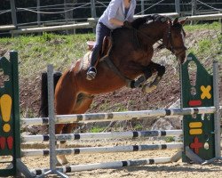 dressage horse Con Carlo (Westphalian, 2006, from Conceicao)