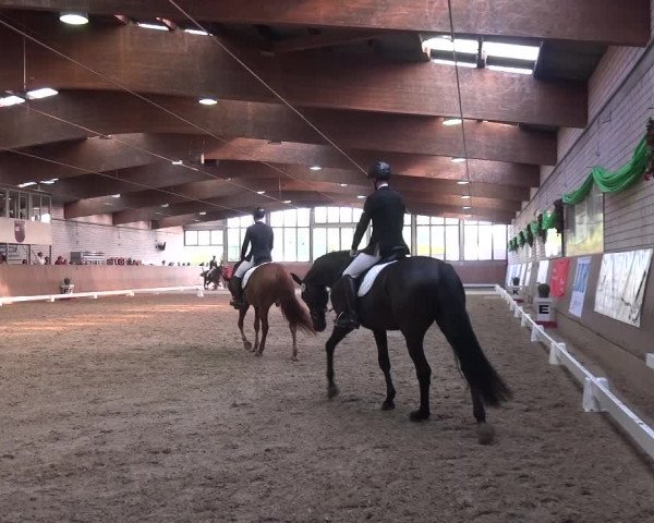 Reitturnier Leverkusen-Rheindorf 2018