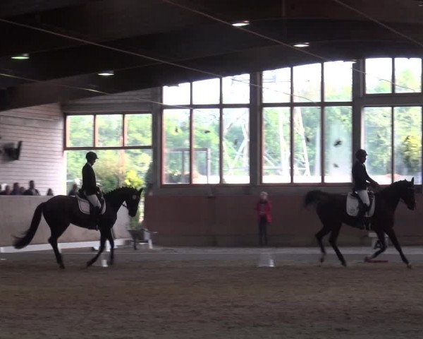 Reitturnier Leverkusen-Rheindorf 2018