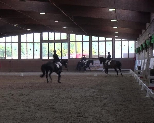 Reitturnier Leverkusen-Rheindorf 2018