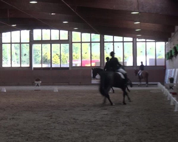 Reitturnier Leverkusen-Rheindorf 2018