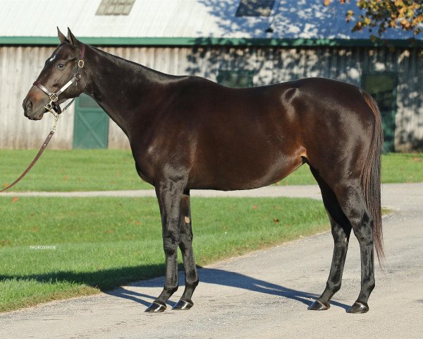 broodmare Stradivarius xx (Thoroughbred, 2013, from Street Cry xx)