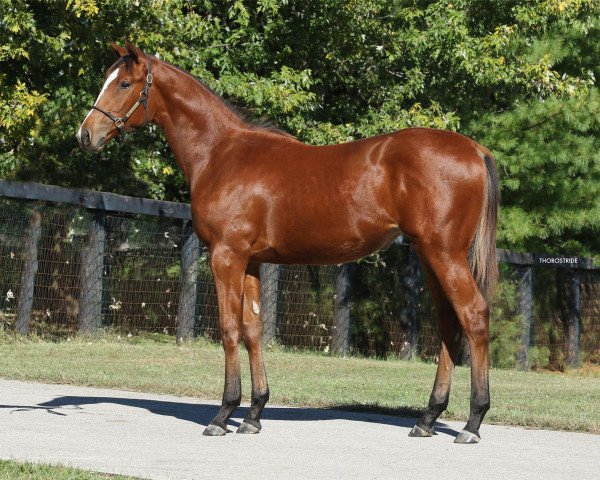 horse Stute von Strong Mandate xx (Thoroughbred, 2017, from Strong Mandate xx) horse Stute von Strong Mandate xx (Thoroughbred, 2017, from Strong Mandate xx)