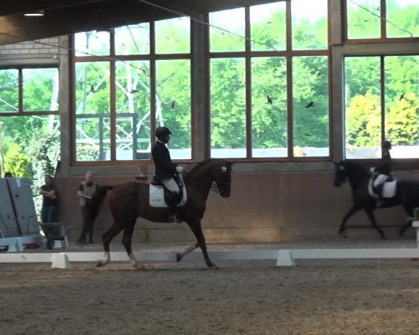 Reitturnier Leverkusen-Rheindorf 2018