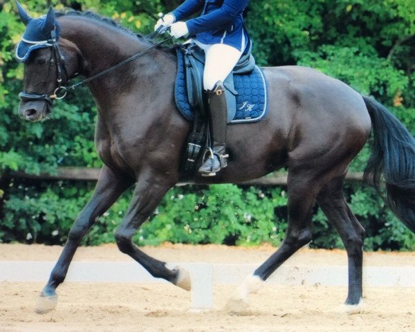 broodmare Dinera 4 (Hanoverian, 2008, from Don Frederico)