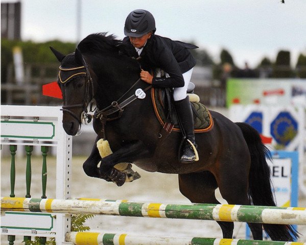 jumper Alexa B (German Riding Pony, 2003, from Viscount)