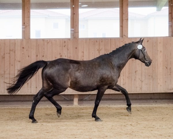 broodmare La Contessa 2 (Bavarian, 1995, from Caretello B)