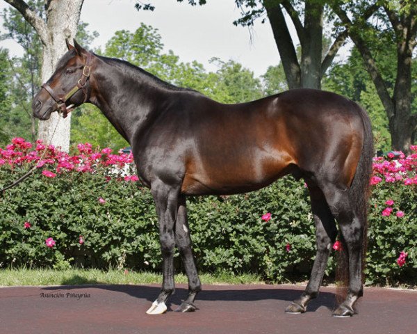 stallion Bernstein xx (Thoroughbred, 1997, from Storm Cat xx)