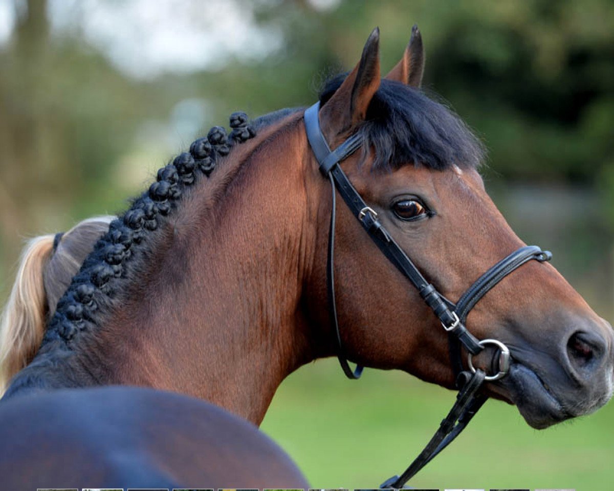 stallion Principal Dream (German Riding Pony, 2003, from Principal Boy)