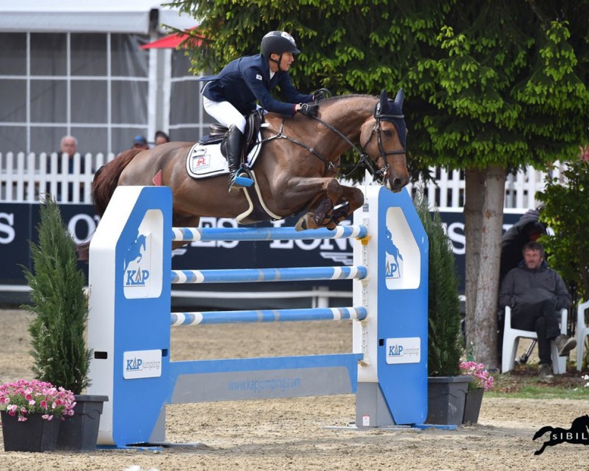 Springpferd Coral Springs (Irish Sport Horse, 2004, von Douglas)