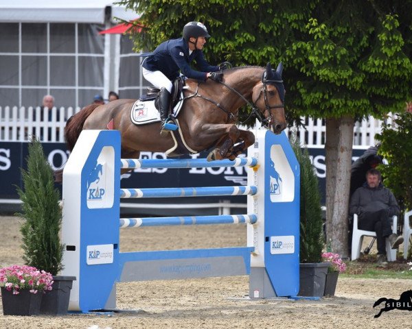 Springpferd Coral Springs (Irish Sport Horse, 2004, von Douglas)