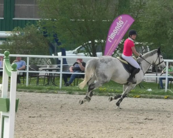 Reitturnier Langenau 2018